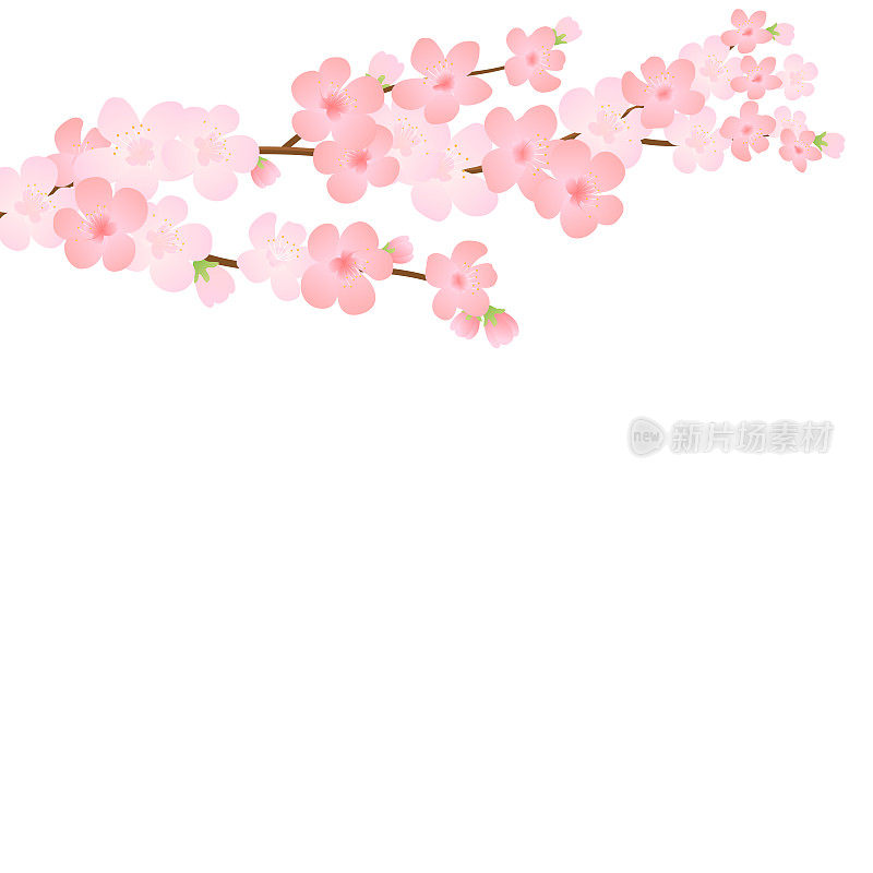 矢量插图与粉红色的花，花蕾，花瓣盛开的树枝飞行。真实的设计孤立透明的背景。17、花开树细枝集，花开集。花的树枝。