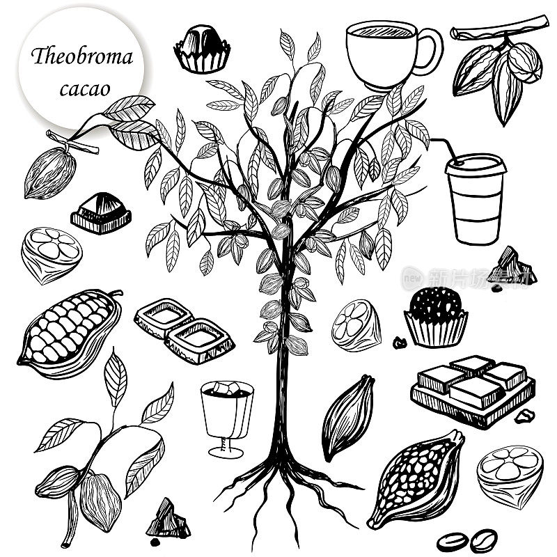 Theobroma可可。可可树可可果实生长的树由可可水果制成的食品。巧克力，热巧克力，糖果。