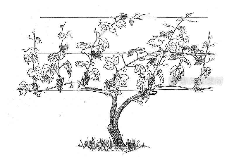葡萄园葡萄训练的古董插图