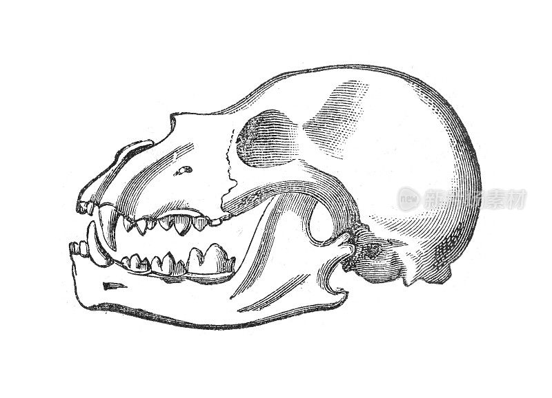 豹颅骨插图1886