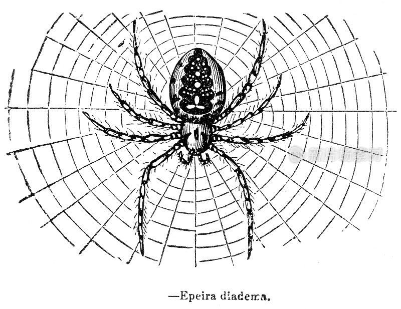 花园蜘蛛雕刻1893