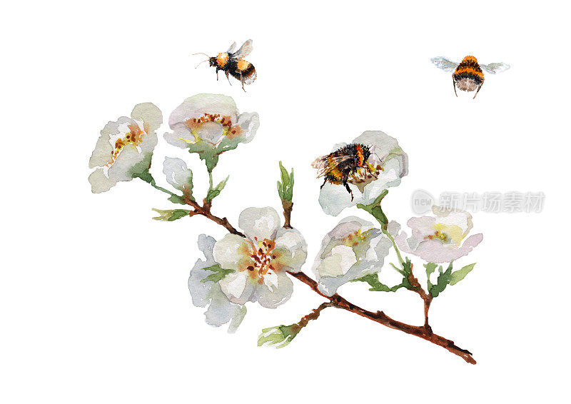 盛开的樱花枝上有精致的花朵，嫩芽，绿叶，飞来的蜜蜂和大黄蜂。手绘水彩在白色的背景。