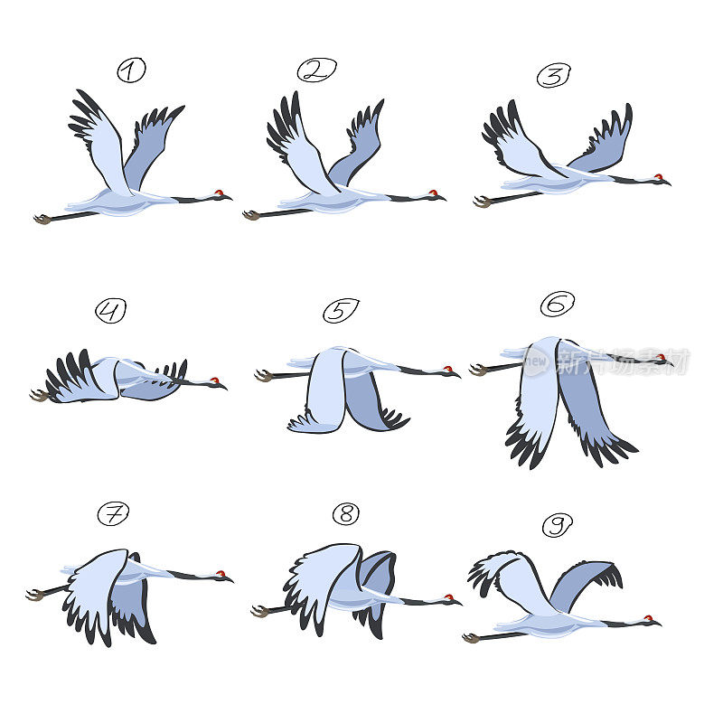 起重机动画。小鸟动画，九个关键帧。鹤被隔离在白色背景上。矢量插图。