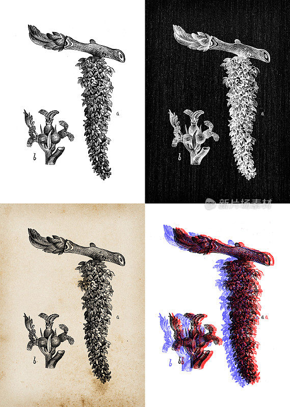 古董植物学插图:核桃树，胡桃
