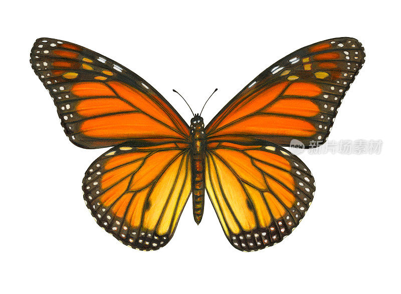 蝴蝶-黑脉金斑蝶