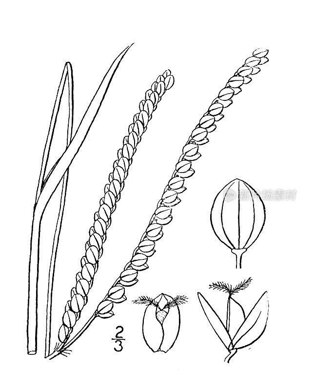 古董植物学植物插图:佛罗里达雀稗，佛罗里达雀稗