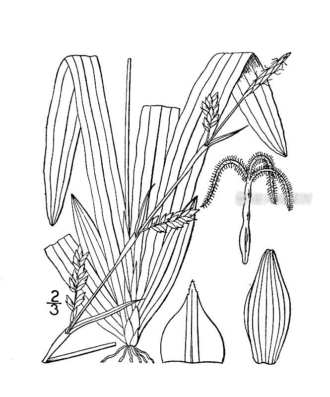 古植物学植物插图:车前草、大蕉叶莎草