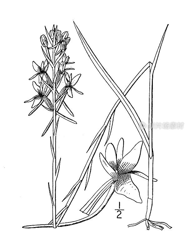 古植物学植物插图:哈贝那利亚尼维，南方小白兰花