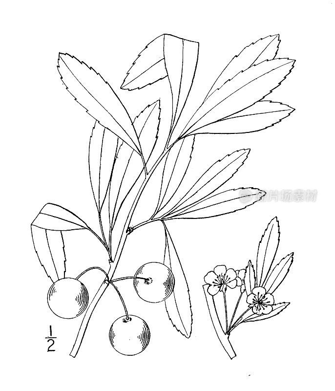 古植物学植物插图:小李子、沙樱桃