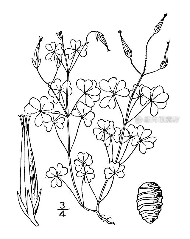 古植物学植物插图:酢浆草，细长黄木酢浆草