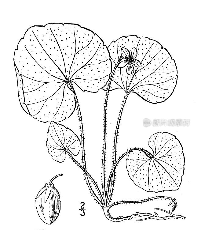 古植物学植物插图:紫堇、肾叶紫堇