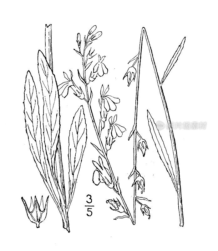 古植物学植物插图:半边莲，沼泽半边莲