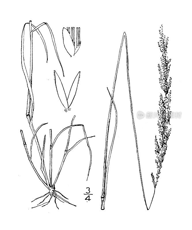 古植物学植物插图:小角草，密花弯草