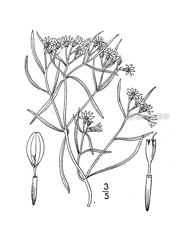 古植物学植物插图:果胶、柠檬香味果胶