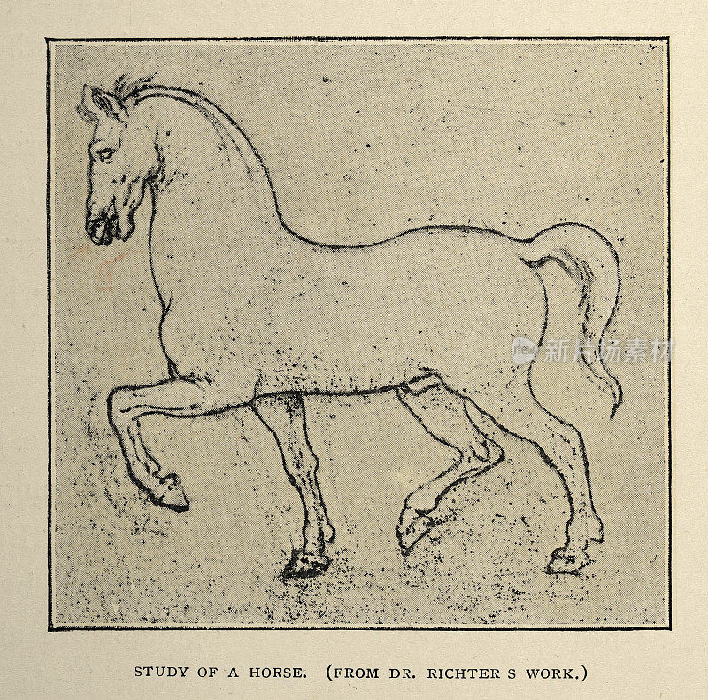 复古插画，达芬奇素描之后，马的研究，早期文艺复兴艺术