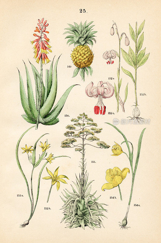 菠萝，芦荟，美洲世纪植物，土耳其百合花，伯利恒黄星，林地郁金香-植物插图1883