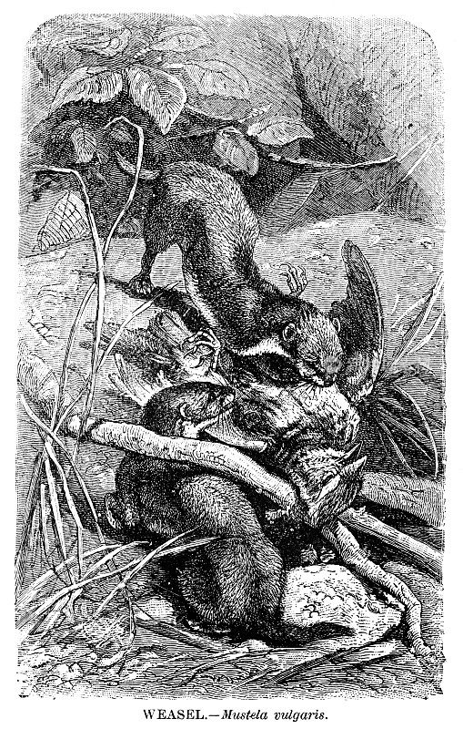 黄鼠狼雕刻插图1892年