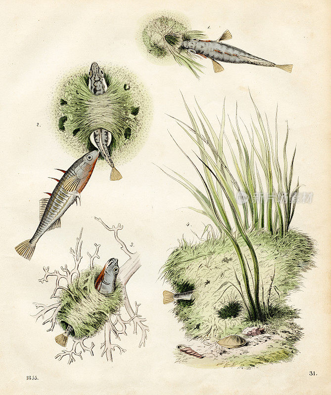 棘鱼巢建筑彩板插图1855