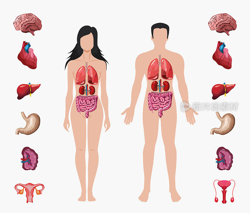 人体解剖学。男性和女性的身体与器官系统图。医学目视、教具、导学教育理念。