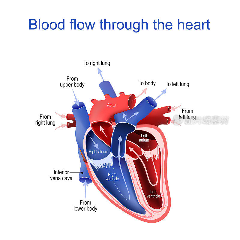 血液通过心脏的循环横截面