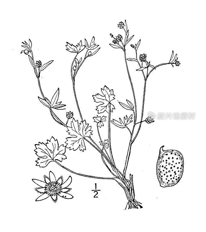 古植物学植物插图:小毛茛、小花雀