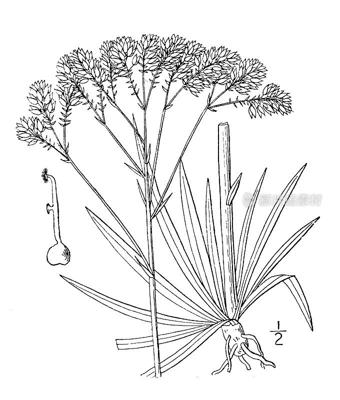 古植物学植物插图:远志聚伞花，高大的松树秃乳