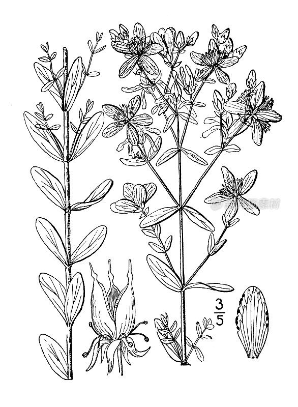 古植物学植物插图:金丝桃、金丝桃、圣约翰草