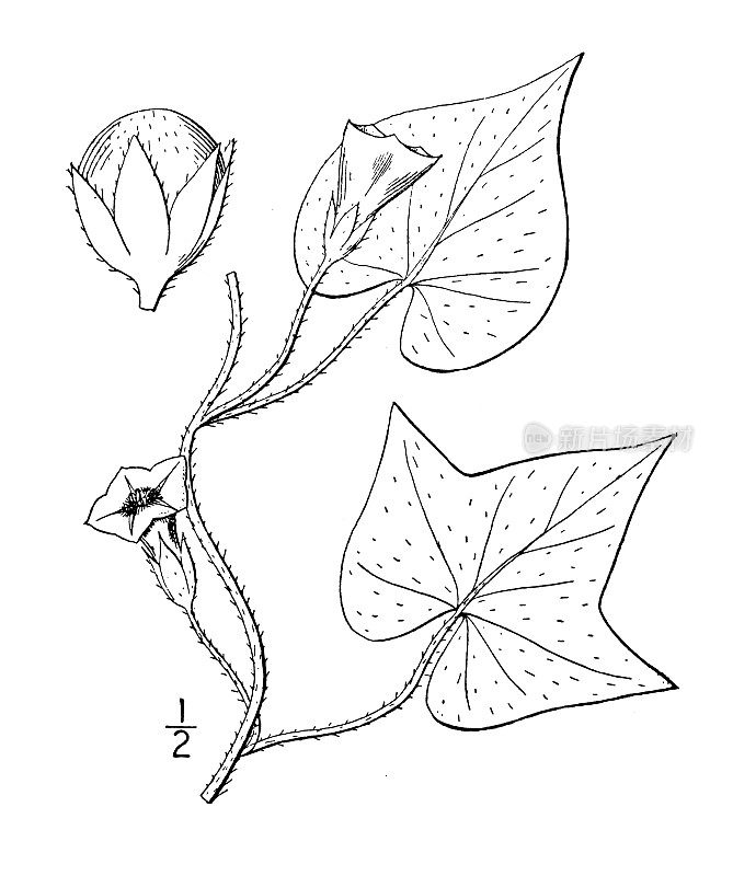 古植物学植物插图:石竹，白色小花牵牛花