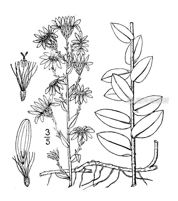 古植物学植物插图:紫菀、银紫菀