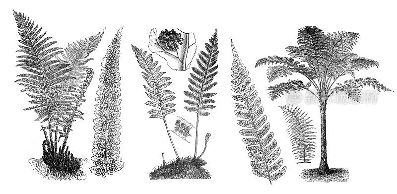巨大的蕨类植物收集。不同的蕨类植物。手绘复古雕刻插图。folliage植物。热带收集树叶。
