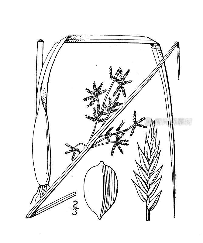 古植物学植物插图:香附、有鞘香附