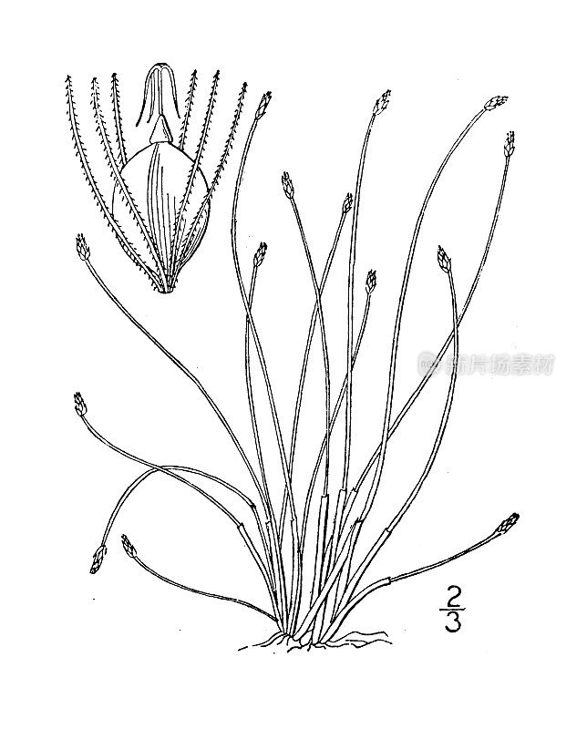 古植物学植物插图:菖蒲，蒲草