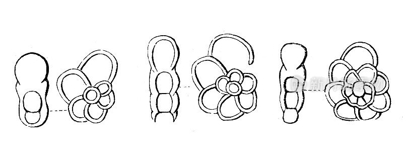 古董插图，地质和化石:Nonionina