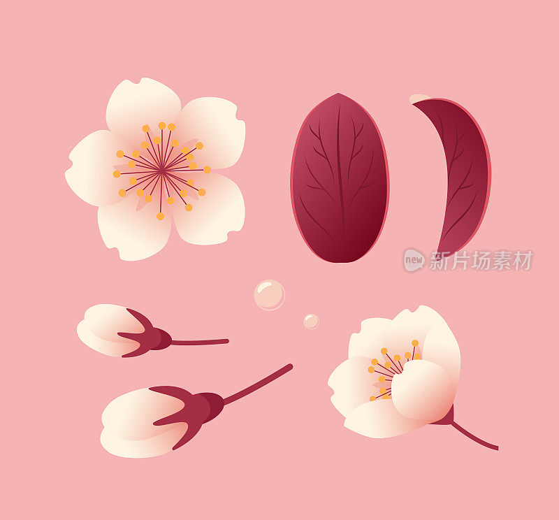 一套樱花，花蕾和叶子。写实风格的植物插图，樱花。赏花节。用于贴纸，海报，明信片，设计元素