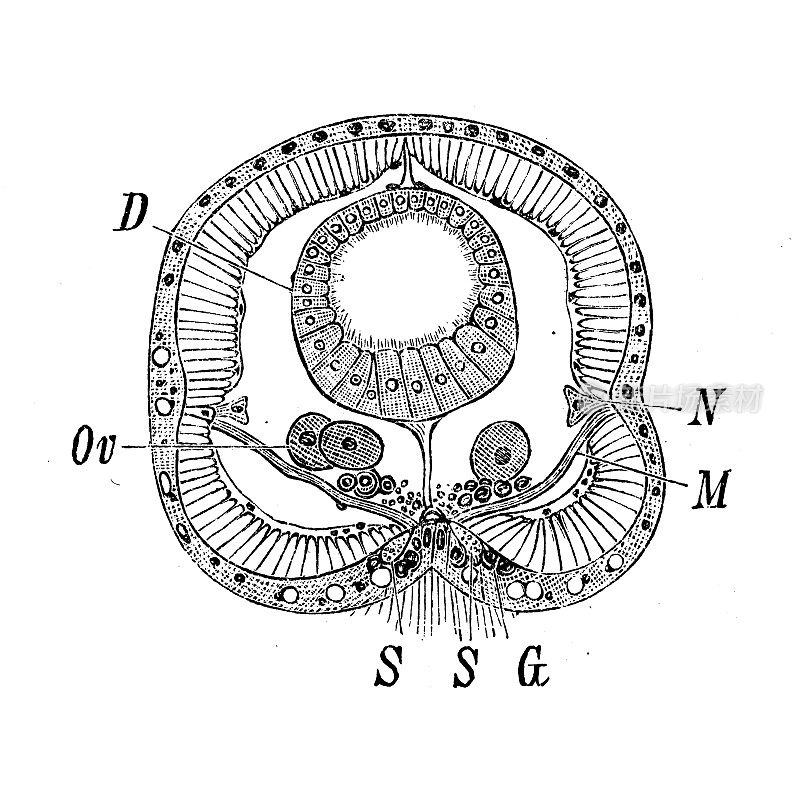 古代生物动物学图像:原钻龙
