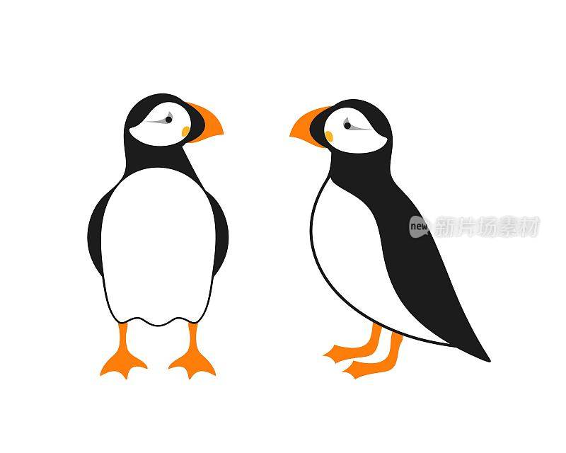 大西洋海雀标志。孤立的海雀在白色背景