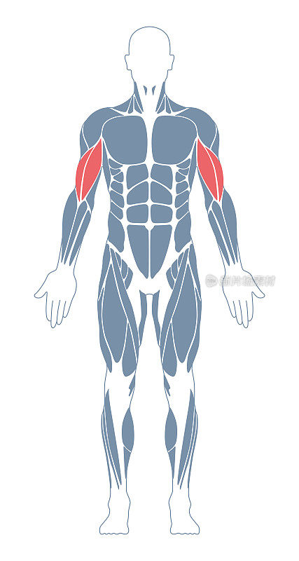 肌肉系统。人类的身体。男性解剖学。运动健身训练健身房锻炼矢量插图。前视图。肱二头肌肌肉