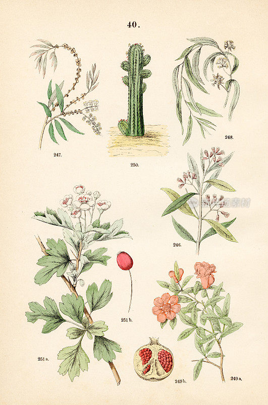 丁香、白芝麻、红木、石榴、仙人掌、山楂――1883年植物插图