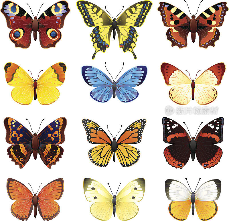 一组不同颜色的蝴蝶