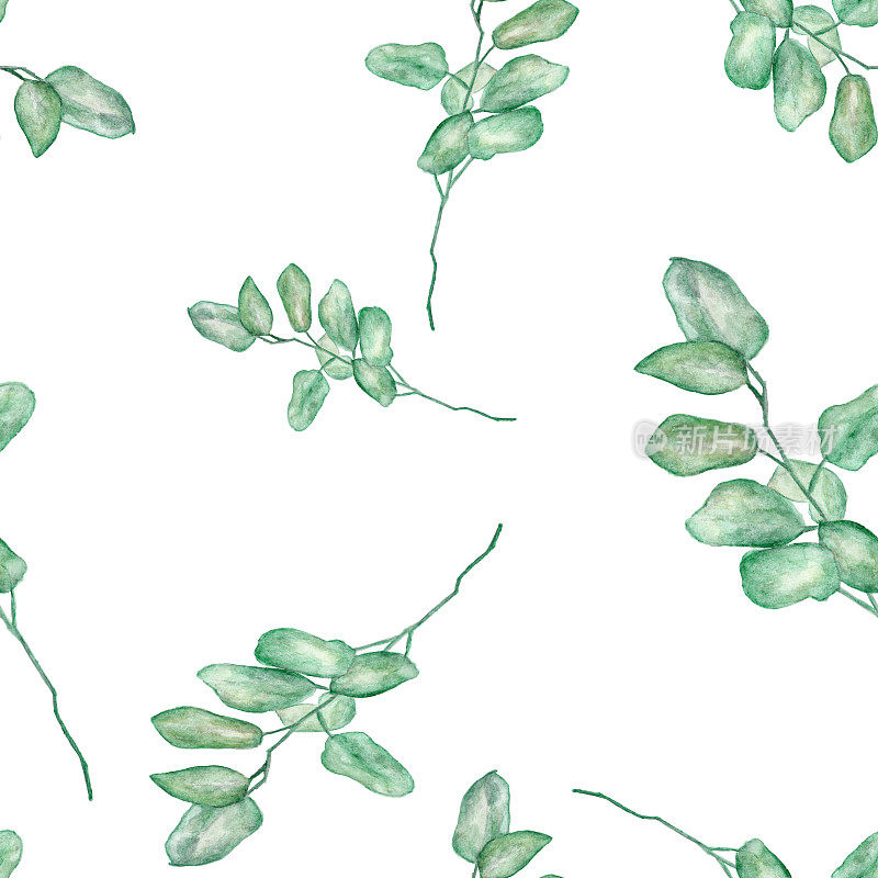 无缝水彩插图的绿叶，桉树枝在白色的背景-水彩在复古风格