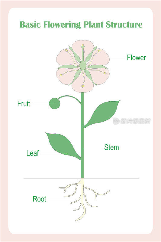 开花植物基本结构方案
