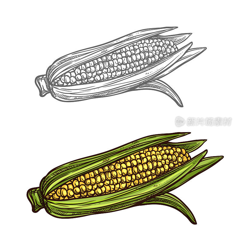 玉米芯矢量素描蔬菜图标