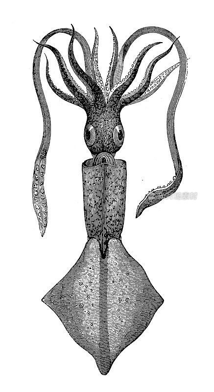 古董海洋动物雕刻插图:鱿鱼
