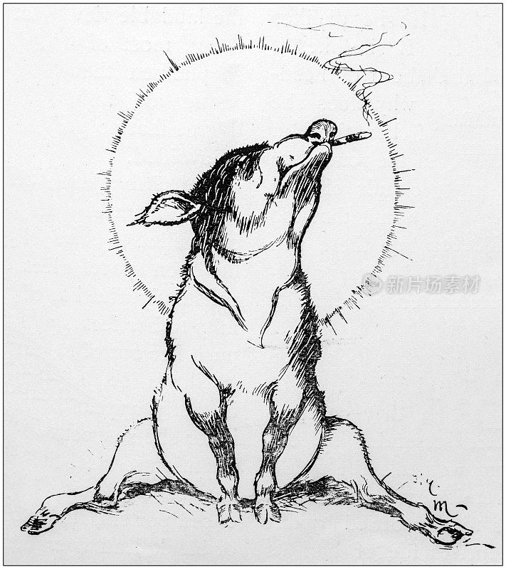 古董插图:冒烟的猪