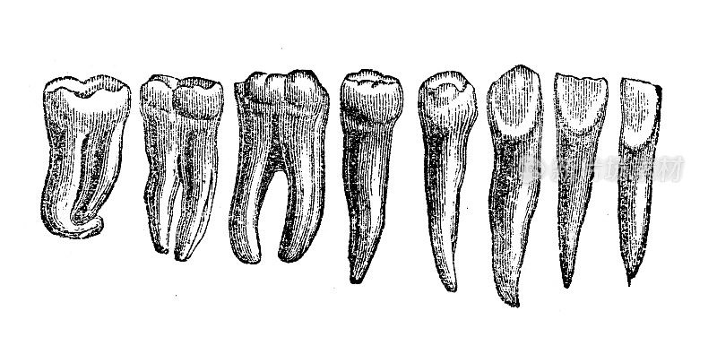 古董插图:人的牙齿