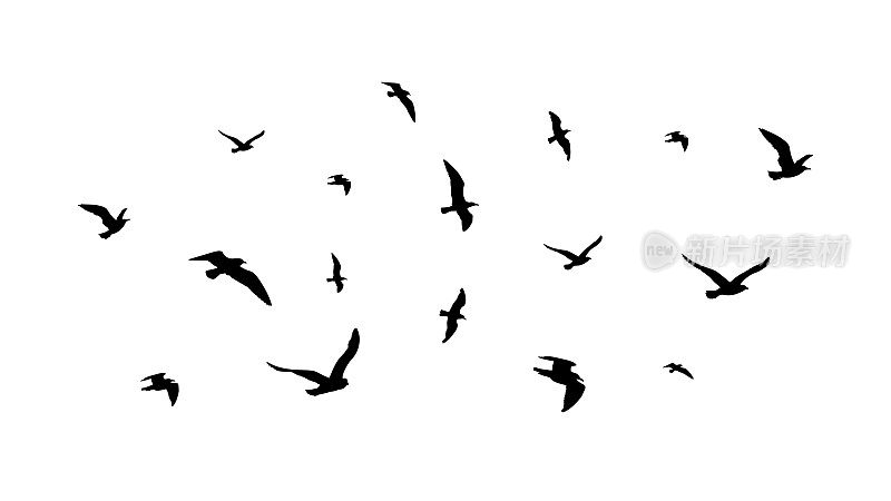 飞翔的鸟群。飞行鸟的剪影，孤立的黑鸽子或海鸥收藏。自由隐喻向量图解