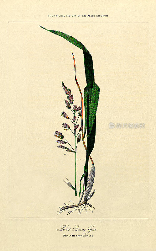 草，植物王国，维多利亚植物插图，大约1853年