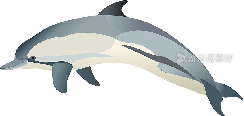 海豚海豚属德尔福