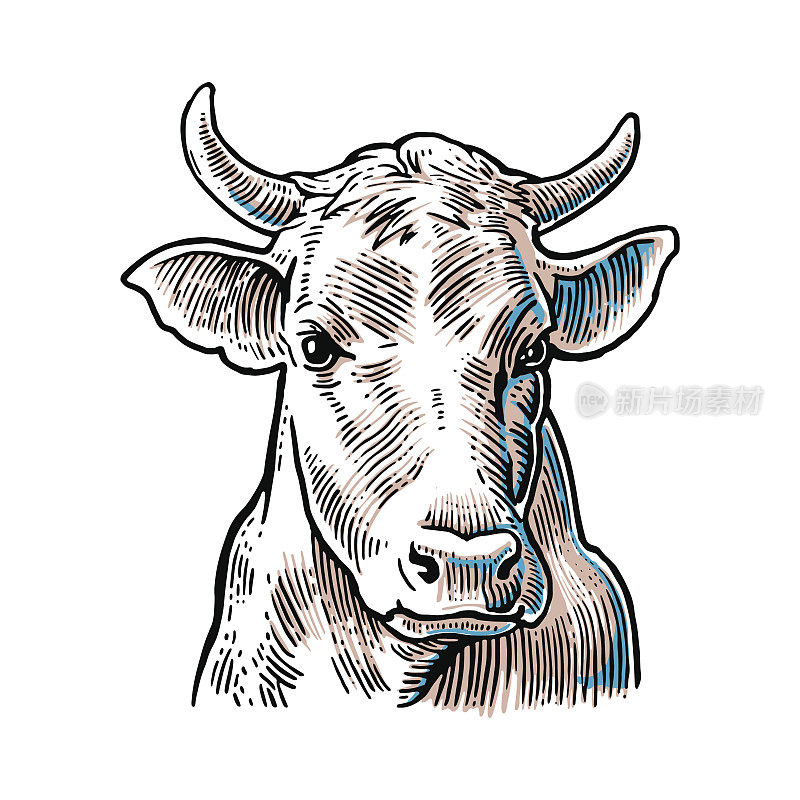 牛的头。用图形风格手绘的。的向量