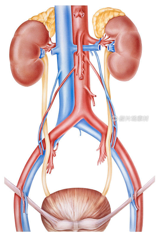 肾脏和输尿管